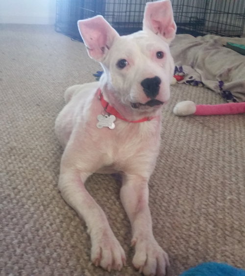 Piglet - ADOPTED 06.17.16