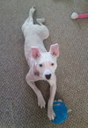 Piglet - ADOPTED 06.17.16