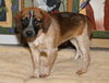 Rubicon - Hq Litter (TO) - ADOPTED 11.11.17