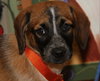 Rubicon - Hq Litter (TO) - ADOPTED 11.11.17