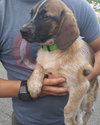 Rubicon - Hq Litter (TO) - ADOPTED 11.11.17