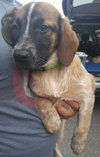 Rubicon - Hq Litter (TO) - ADOPTED 11.11.17