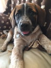 Rubicon - Hq Litter (TO) - ADOPTED 11.11.17