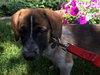 Rubicon - Hq Litter (TO) - ADOPTED 11.11.17