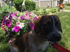 Rubicon - Hq Litter (TO) - ADOPTED 11.11.17
