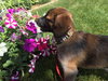 Rubicon - Hq Litter (TO) - ADOPTED 11.11.17