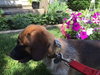 Rubicon - Hq Litter (TO) - ADOPTED 11.11.17