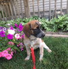 Rubicon - Hq Litter (TO) - ADOPTED 11.11.17