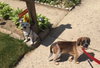 Rubicon - Hq Litter (TO) - ADOPTED 11.11.17