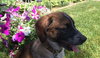 Rubicon - Hq Litter (TO) - ADOPTED 11.11.17