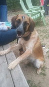 Rubicon - Hq Litter (TO) - ADOPTED 11.11.17