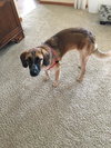 Rubicon - Hq Litter (TO) - ADOPTED 11.11.17