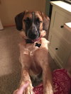 Rubicon - Hq Litter (TO) - ADOPTED 11.11.17