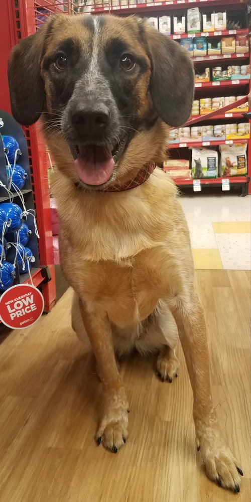 Rubicon - Hq Litter (TO) - ADOPTED 11.11.17