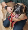 Rubicon - Hq Litter (TO) - ADOPTED 11.11.17