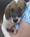 Hq Litter Truman - ADOPTED 06.20.16