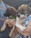 Hq Litter Truman - ADOPTED 06.20.16