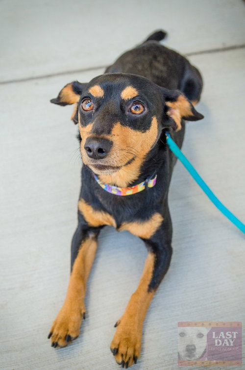 Petey - ADOPTED 6.22.16