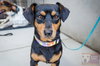 Petey - ADOPTED 6.22.16