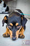 Petey - ADOPTED 6.22.16