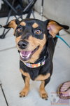 Petey - ADOPTED 6.22.16