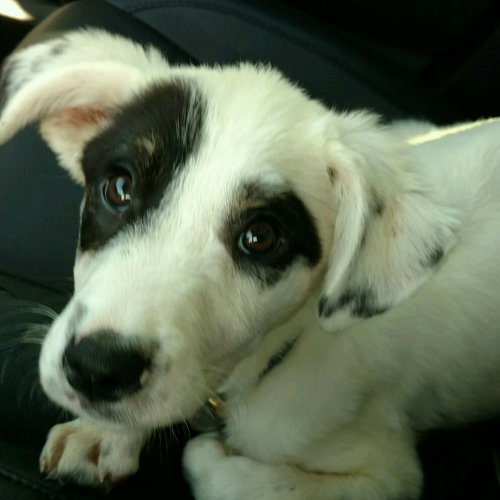Fq Litter Stitch - ADOPTED 06.23.16