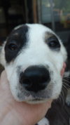 Fq Litter Stitch - ADOPTED 06.23.16
