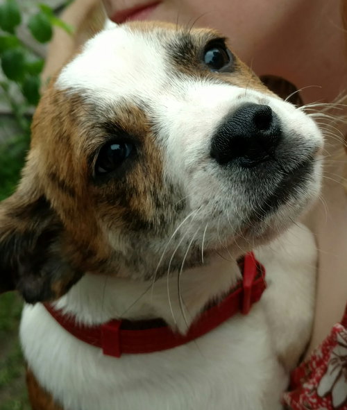 Fq Litter Grover - ADOPTED 07.02.16