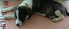 Fq Litter Stoney - ADOPTED 06.30.16