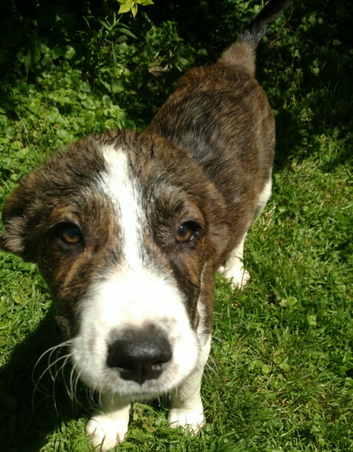 Fq Litter Stoney - ADOPTED 06.30.16