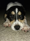 Fq Litter  Mertle - ADOPTED 07.01.16