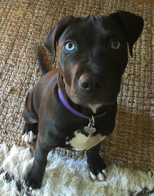 Silas - ADOPTED 06.18.16