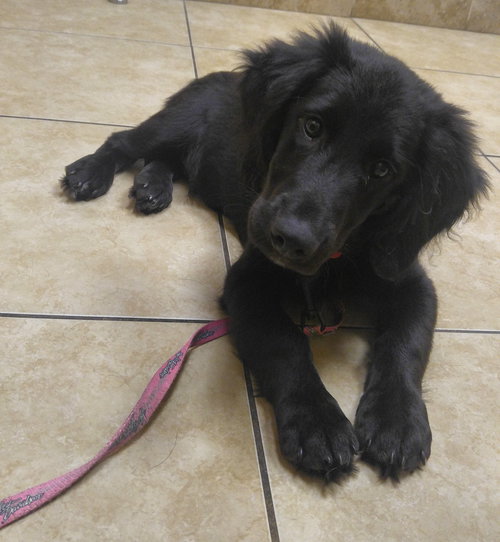 Ruger - ADOPTED 06.20.16
