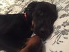 Higgins - ADOPTED 06.21.16