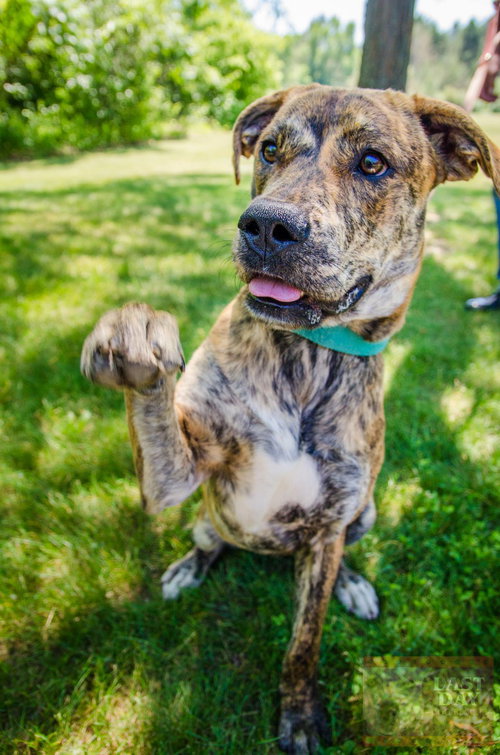 Shadowfax - ADOPTED 7.4.16
