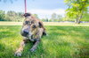 Shadowfax - ADOPTED 7.4.16