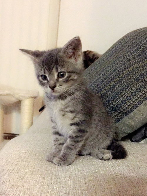 Nugget - ADOPTED 09.03.16