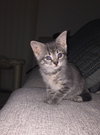 Nugget - ADOPTED 09.03.16