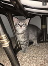Nugget - ADOPTED 09.03.16