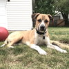 Piston-ADOPTED 10.2.16