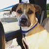 Piston-ADOPTED 10.2.16