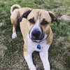 Piston-ADOPTED 10.2.16