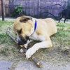 Piston-ADOPTED 10.2.16