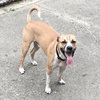 Piston-ADOPTED 10.2.16