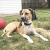 Piston-ADOPTED 10.2.16