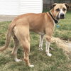 Piston-ADOPTED 10.2.16