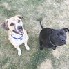 Piston-ADOPTED 10.2.16