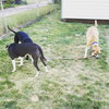 Piston-ADOPTED 10.2.16