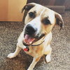 Piston-ADOPTED 10.2.16