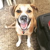 Piston-ADOPTED 10.2.16